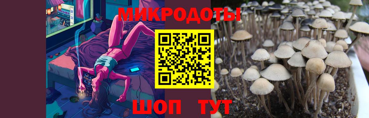Псилоцибиновые грибы Cubensis  Вход с VPN  Кудрово 